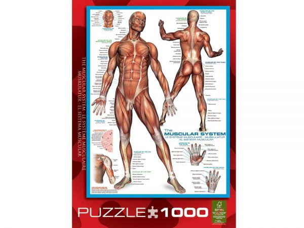 The Muscular System 1000 PC Jigsaw Puzzle