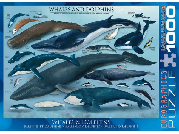 Whales and Dolphins 1000 PC Jigsaw Puzzle