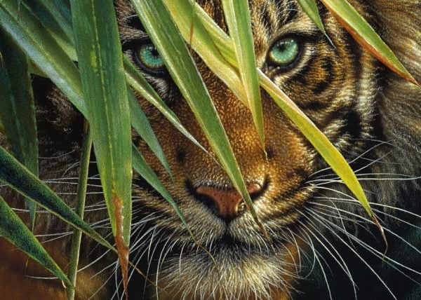 Mysterious Tiger 1000 PC Jigsaw Puzzle