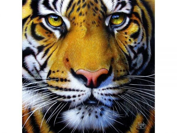 Golden Tiger Face 1000 PC Jigsaw Puzzle