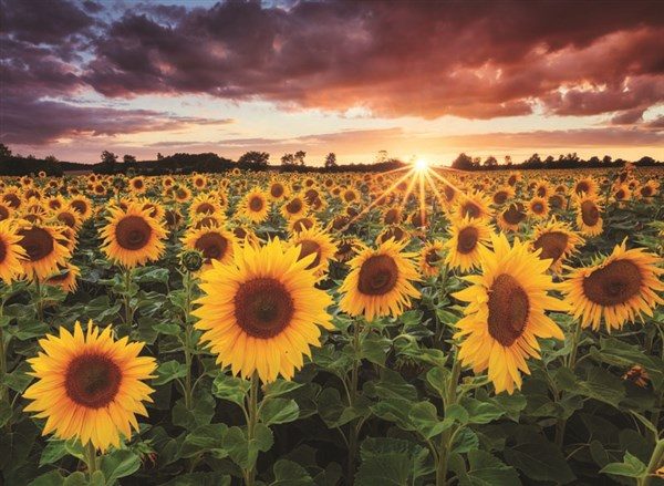 field-of-sunflowers-1000-pc-jigsaw-puzzle