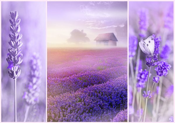 romantic-lavender-fields-1000-pc-jigsaw-puzzle
