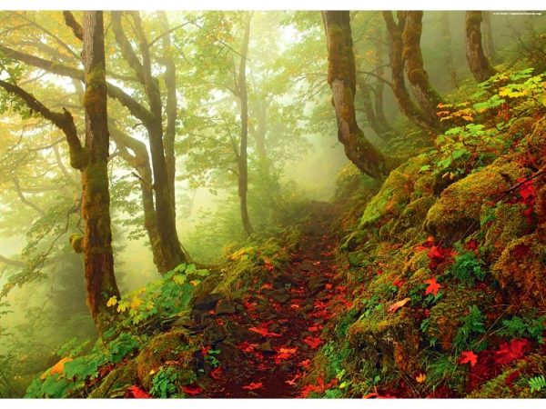 magic-forests-path-1000-pc-jigsaw-puzzle