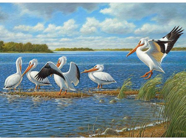 Pelicans 1000 Piece Jigsaw Puzzle by Cobble Hill