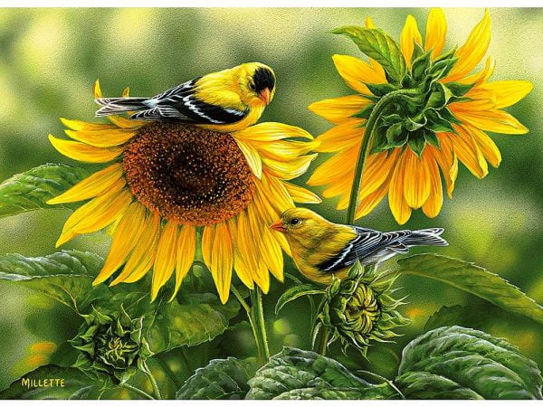Sunflowers & Goldfinches 1000 Piece Puzzle