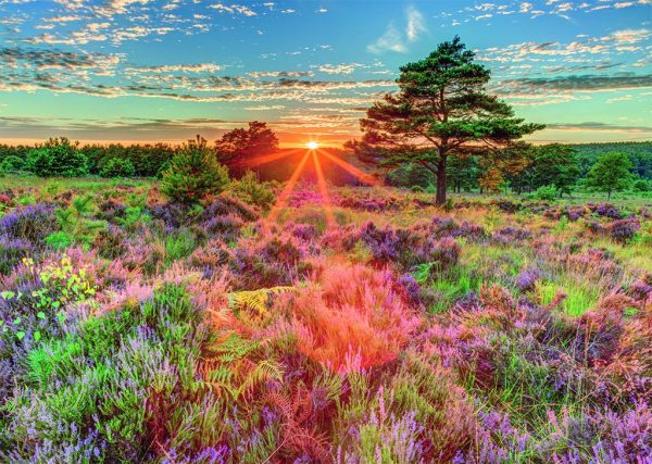 Heather at Sunset 500 Piece Jigsaw Puzzle