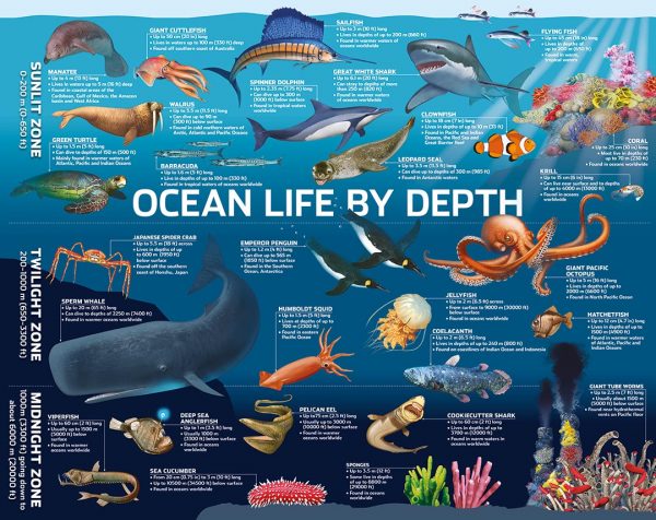 Ocean Life by Depth 500 Piece Jigsaw Puzzle - Hinkler