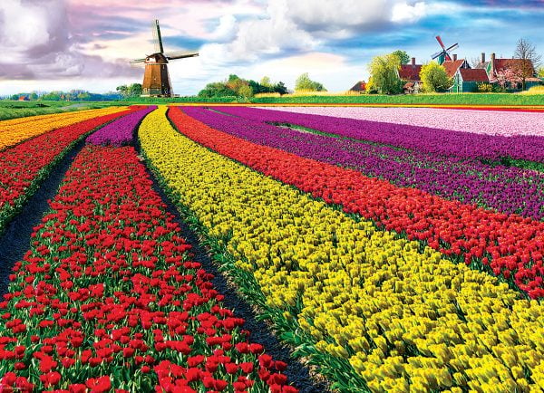 Tulip Fields - Netherlands 1000 Piece Jigsaw Puzzle