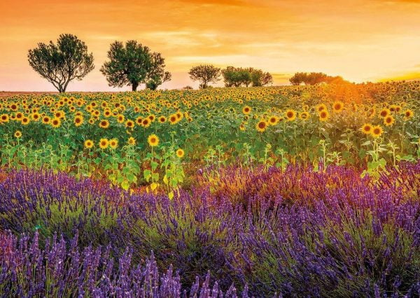 Fields of Sunflowers and Lavender 1500 Piece Jigsaw Puzzle