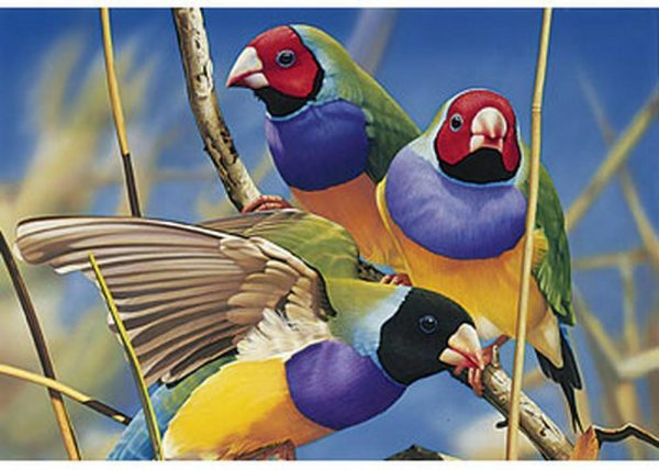 Australian Geographic - Gouldian Finches 1000 Piece Jigsaw Puzzle