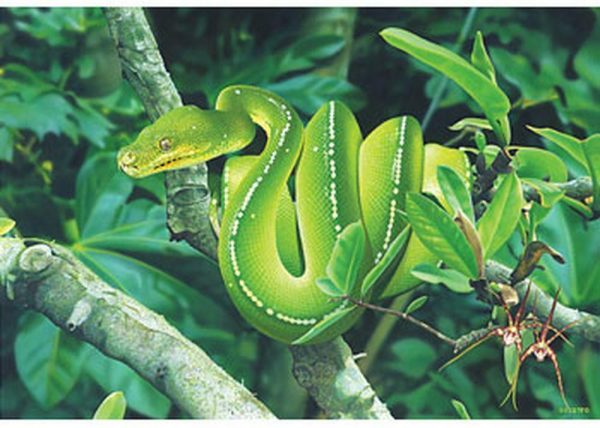 Australian Geographic - Green Tree Python 1000 Piece Puzzle