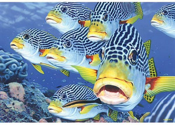 Australian Geographic - Oblique-Banded Sweetlips 1000 Piece Puzzle