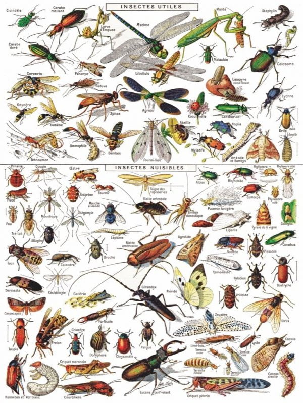 New York PUzzle Company - Insects 1000 Piece Puzzle