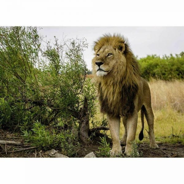 King of the Lions 1000 Piece Jigsaw Puzzle - Ravensburger
