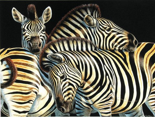 Zebras 500 Piece Jigsaw Puzzle - Sunsout