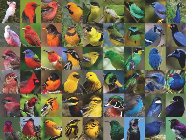 New York Puzzle Company - Rainbow of Birds 1000 Piece Jigsaw Puzzle