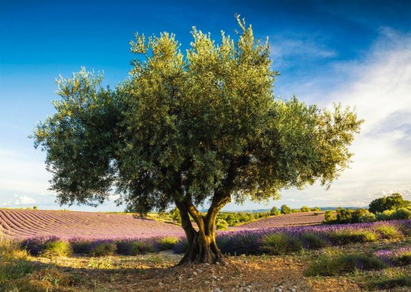 Olive Tree in Provence 1000 Piece Jigsaw Puzzle - Schmidt