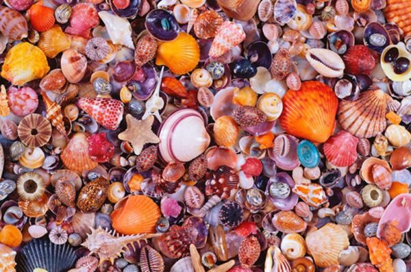 Seashells 1000 Piece Jigsaw Puzzle - Piatnik