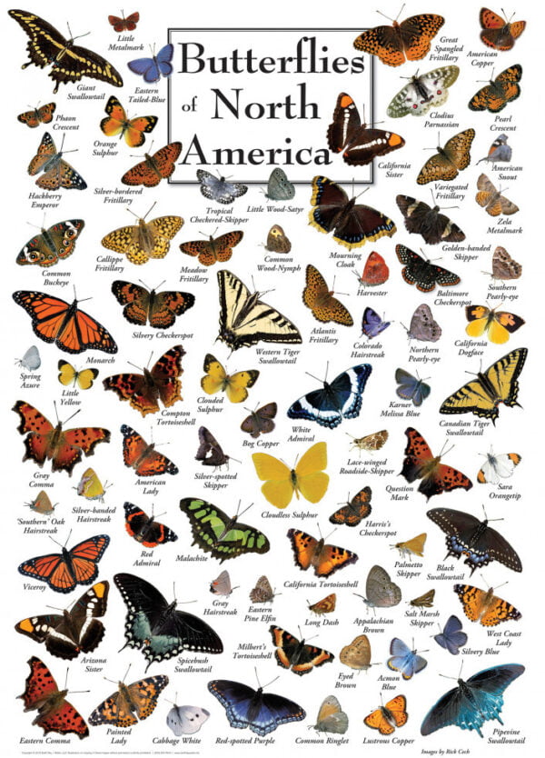 Poster Art - Butterflies of North America 1000 piece Puzzle - Masterpieces