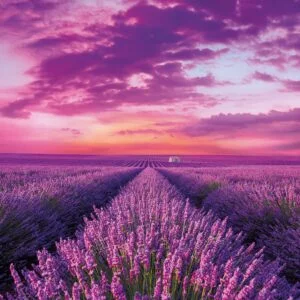 Lavender Field 1000 Piece Jigsaw Puzzle - Clementoni