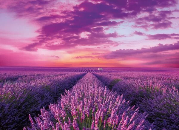 Lavender Field 1000 Piece Jigsaw Puzzle - Clementoni