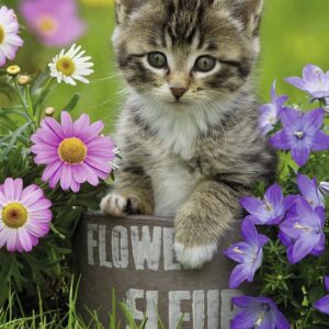 Kitten among the Flowers