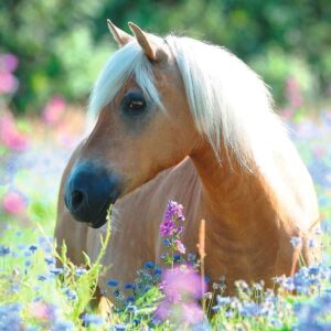 Wildflower Pony