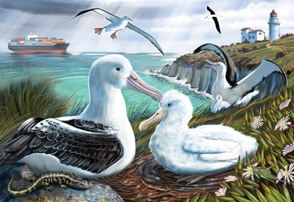 Albatross Rookery