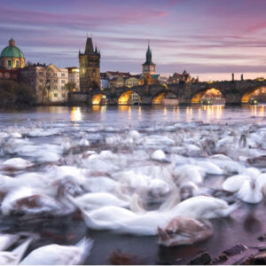 Prague Swans 1000 Piece Puzzle