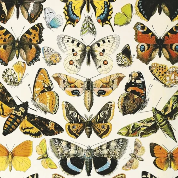 Butterflies and Moths