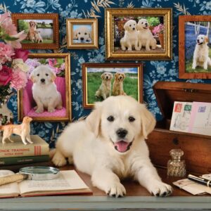 Labrador