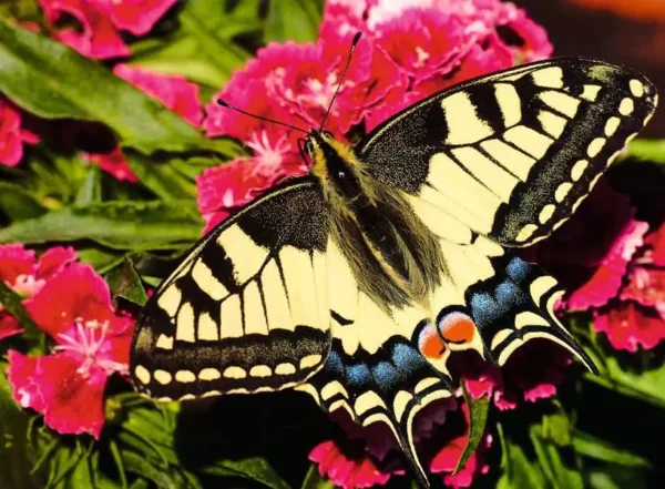 Ravensburger - Butterfly 500 Piece Puzzle