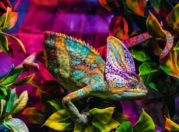 Ravensburger - Chameleon 500 Piece Puzzle