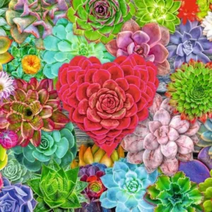 Ravensburger - Succulent Love 500 Piece Puzzle