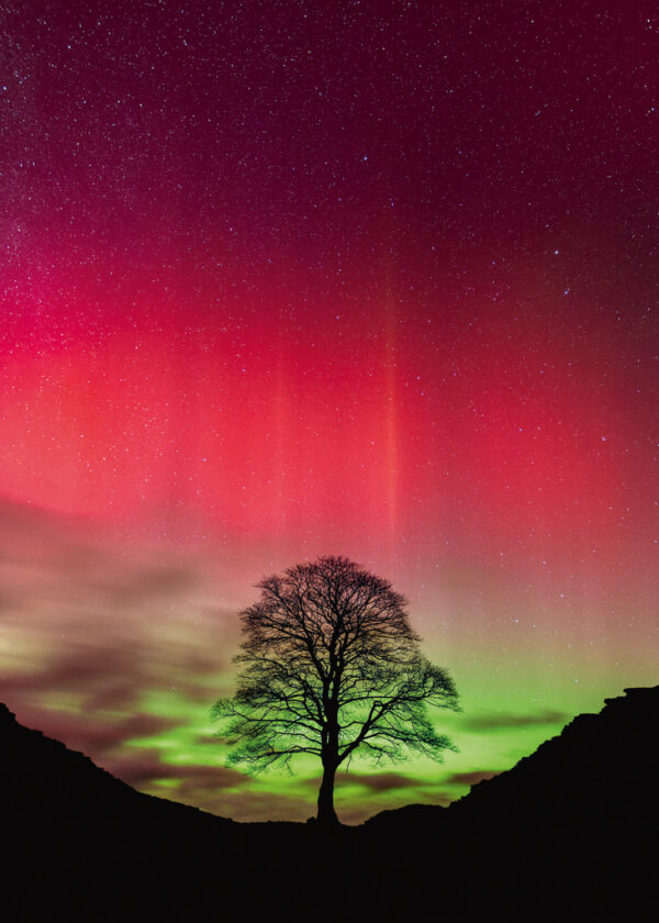 Heye - Power of Nature - Sycamore Gap 1000 Piece Puzzle