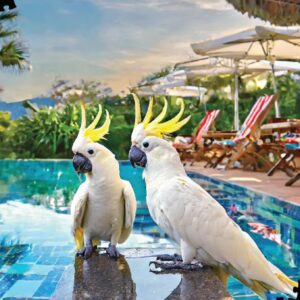Puzzle Master - Cocky Resort 1000 Piece Puzzle