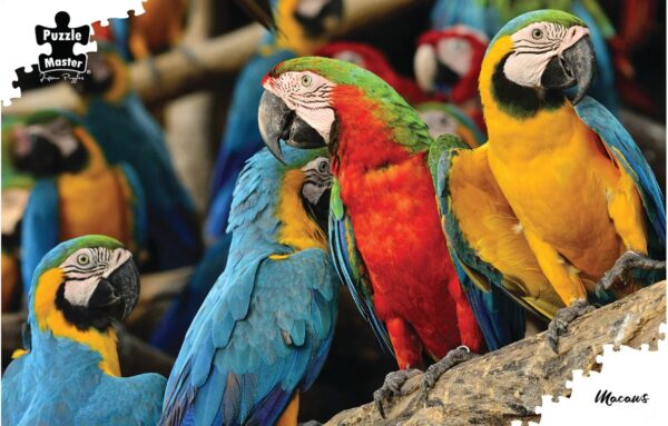 Puzzle Master - Macaws 1000 Piece Puzzle