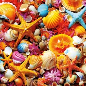 Educa - Shell Collage 1000 Piece Puzzle