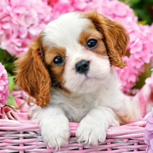 Castorland - Pup in Pink Flowers 500 Piece Puzzle
