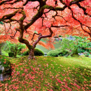 Peter Pauper Press - Japanese Maple Tree 1000 Piece Puzzle