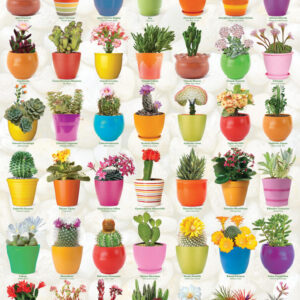 Eurographics - Cacti & Succulents 1000 Piece Puzzle