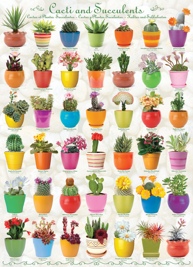 Eurographics - Cacti & Succulents 1000 Piece Puzzle