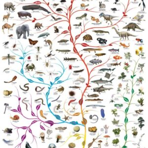 Eurographics - The Tree of Life 1000 Piece Puzzle