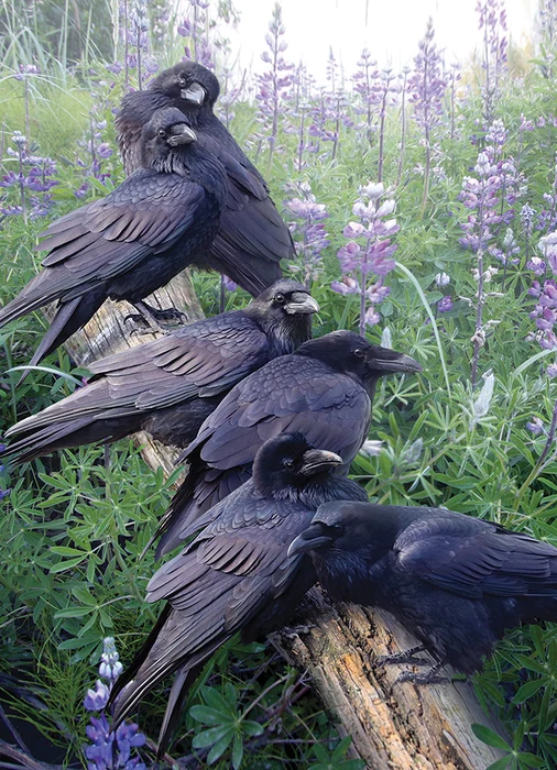 Cobble Hill - Raven Rendezvous 1000 Piece Puzzle